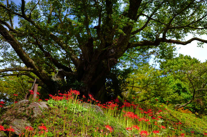 SDIM3479,35 mm,F1.2,1-5000 秒,iso100(JPEG).jpg