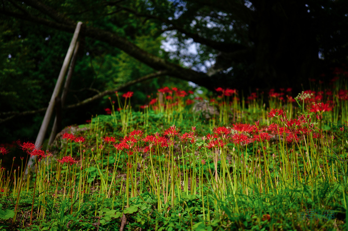 SDIM3485co,35 mm,F1.2,iso100(JPEG).jpg