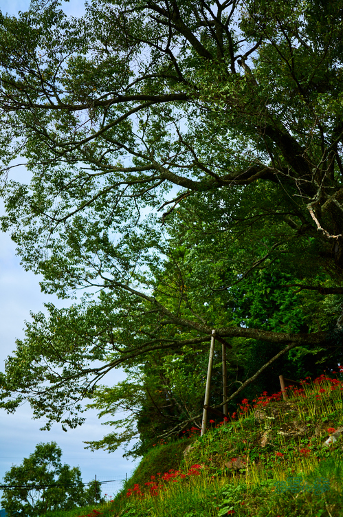 SDIM3498co,35 mm,F1.2,iso100(DNG).jpg