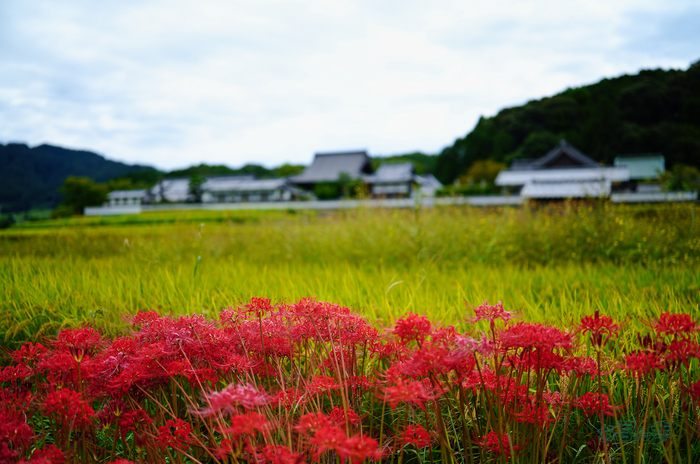 SDIM3508co,35 mm,F1.2,iso100(JPEG).jpg