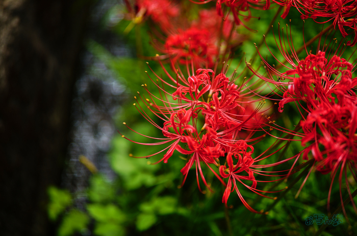 SDIM3534co,35 mm,F1.2,iso100(JPEG).jpg