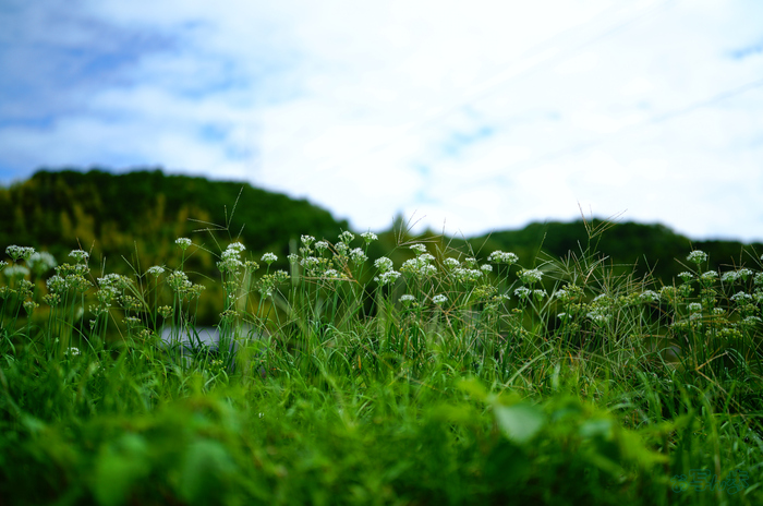 SDIM3573,35 mm,F1.2,1-8000 秒,iso100(JPEG).jpg