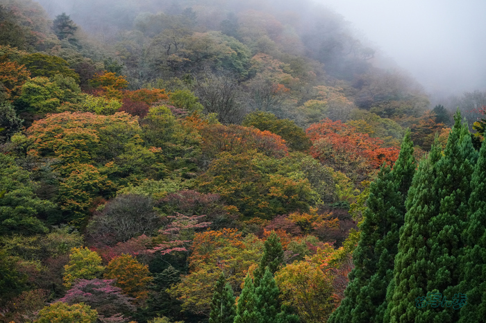 7RV00057co,129 mm,F9,iso2500(JPEG).jpg