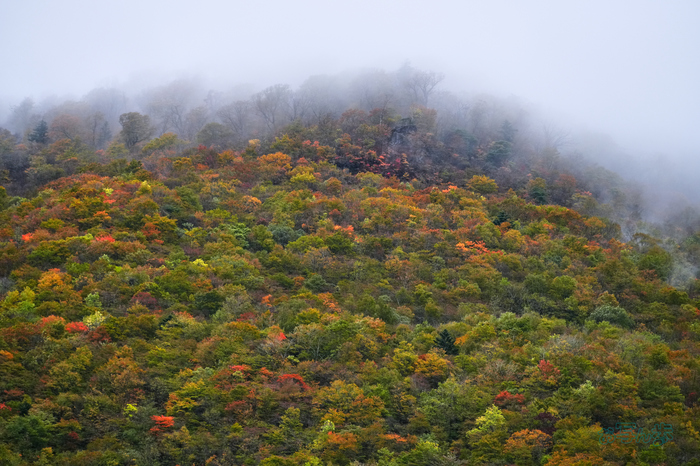 7RV00247co,200 mm,F7.1,iso1000(JPEG).jpg