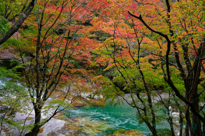 7RV00361co,25 mm,F9,iso100(JPEG).jpg