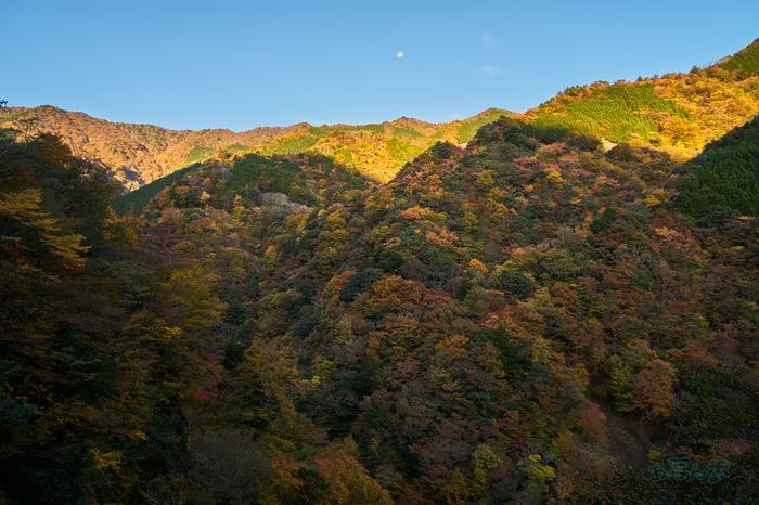 7RV01323co,25 mm,F9,iso100(SRAW).jpg