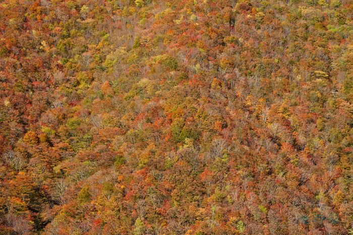 7RV01979co,87 mm,F9,iso400(JPEG).jpg