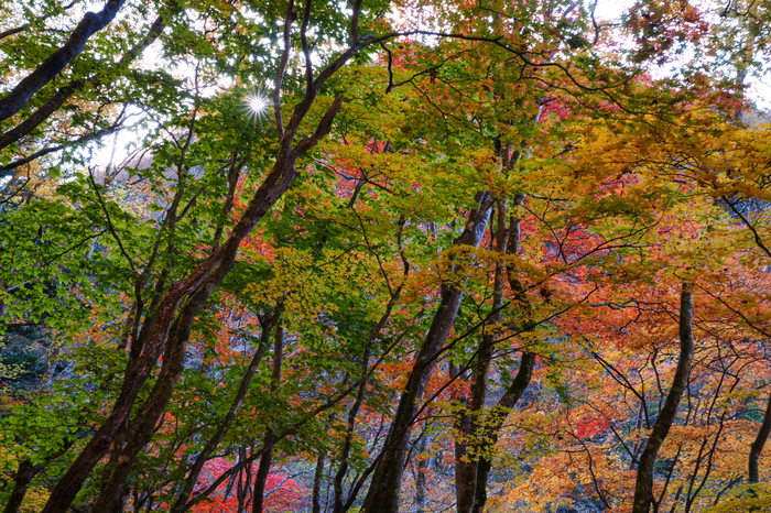 7RV02203,45 mm,F16,0.5 秒,iso250(JPEG).jpg