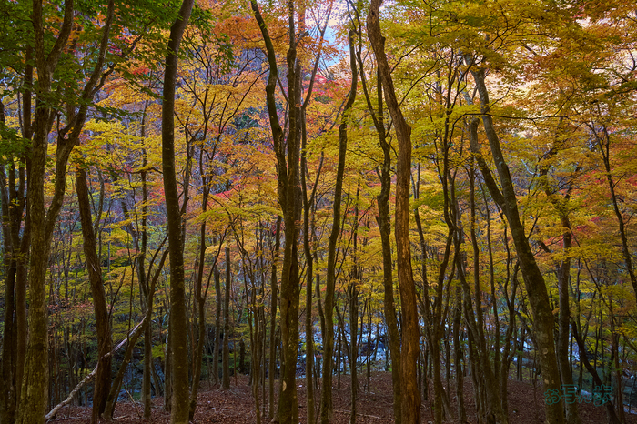 7RV02228co,25 mm,F10,iso250(SRAW).jpg