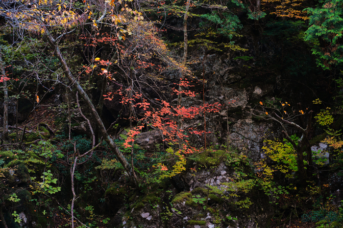 7RV02364,75 mm,F6.3,0.2 秒,iso125(JPEG).jpg