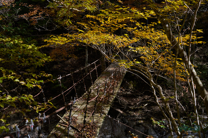 7RV02575co,47 mm,F4,iso100(SRAW).jpg