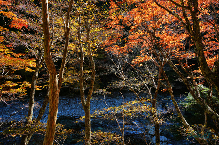 7RV02629co,25 mm,F9,iso400(JPEG).jpg