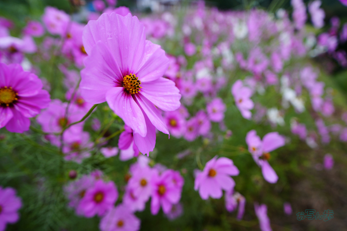 7RV09054co,24 mm,F4.5,iso100(JPEG).jpg