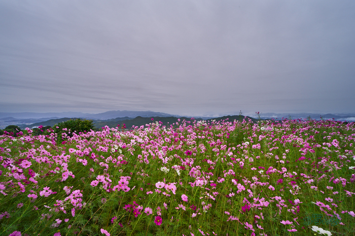 7RV09099co,14 mm,F14,iso320(SRAW).jpg