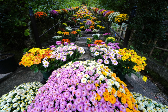 7RV09208co,14 mm,F14,iso1250(JPEG).jpg