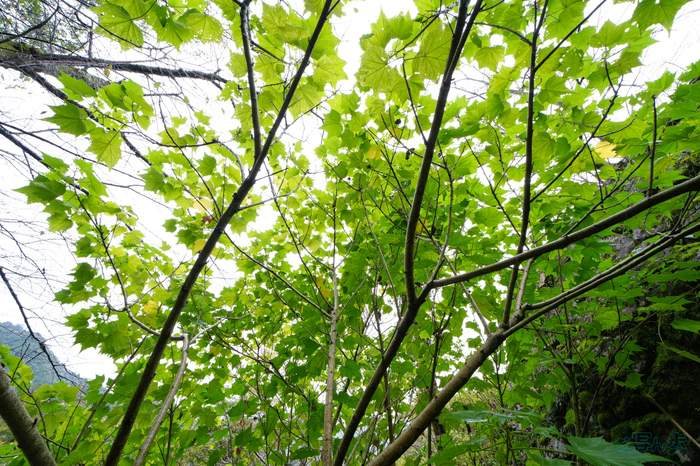 7RV09681,14 mm,F10,1-30 秒,iso640(JPEG).jpg