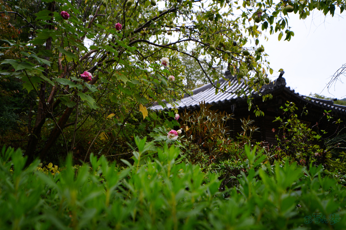 7RV09692,24 mm,F2.8,1-200 秒,iso100(JPEG).jpg