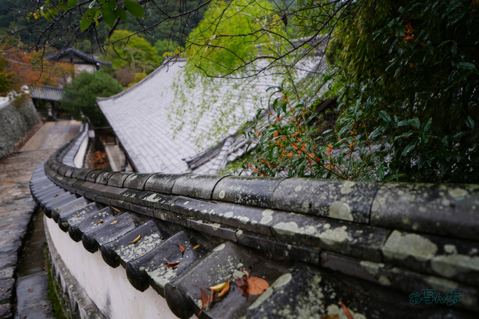 7RV09741co,24 mm,F2.8,iso100(JPEG).jpg