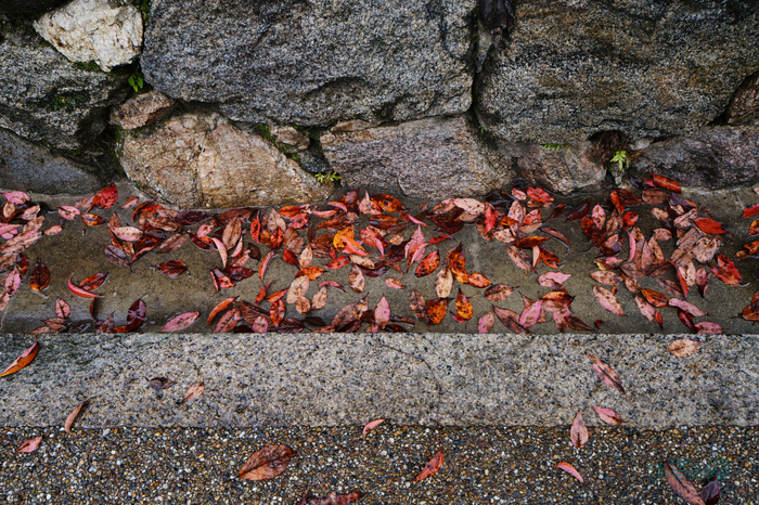 7RV09759co,24 mm,F9,iso200(JPEG).jpg