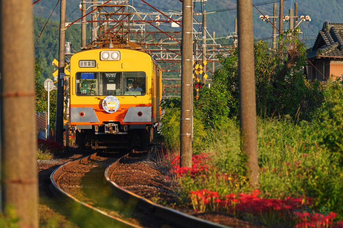 P1083940co,500 mm,F9,iso400(JPEG).jpg