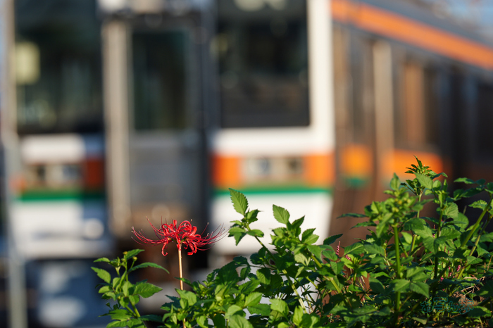 P1084093co,346 mm,F9,iso250(JPEG).jpg