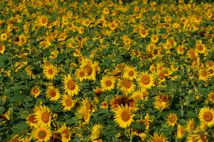 P1084416co,299 mm,F16,iso250(JPEG).jpg