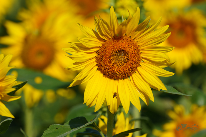 P1084443co,500 mm,F9,iso400(JPEG).jpg