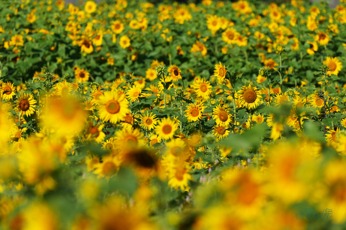 P1084539co,500 mm,F9,iso400(JPEG).jpg