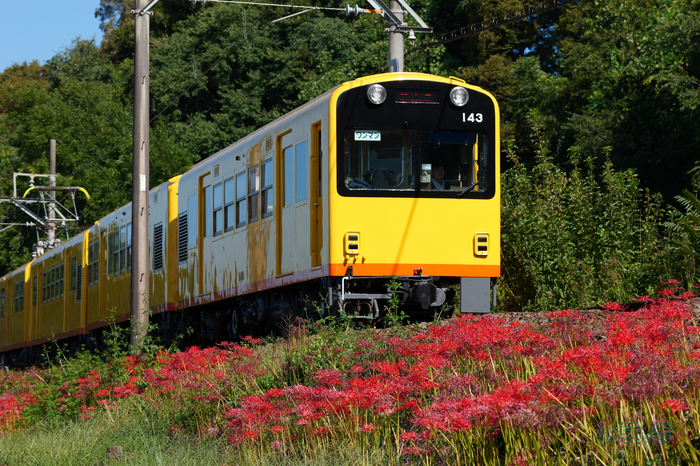 P1084806co,100 mm,F8,iso800(JPEG).jpg