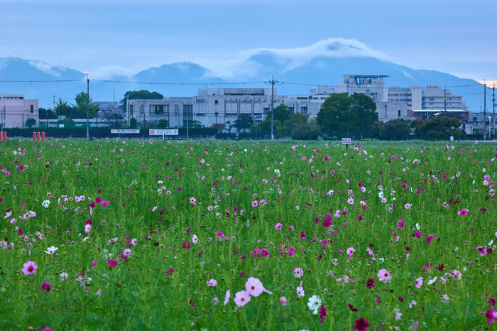 P1095225co,158 mm,F14,iso640(RAW).jpg