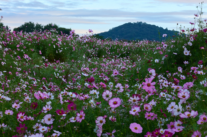 P1095554co,100 mm,F22,iso2000(RAW).jpg