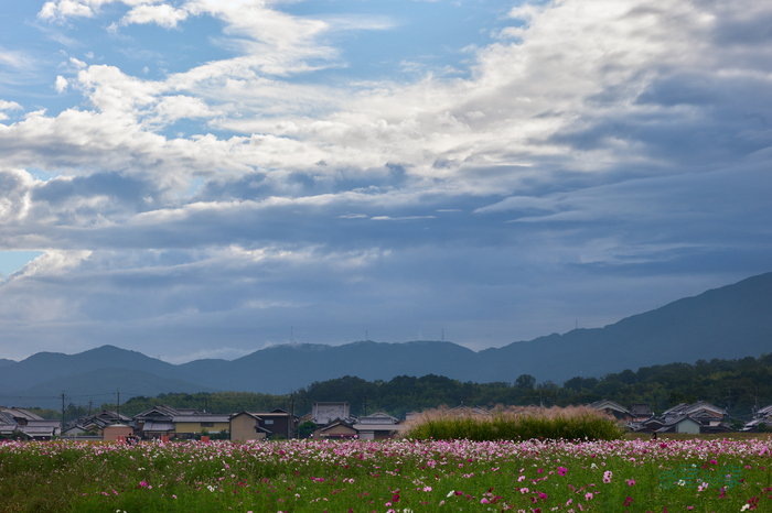 P1095641co,100 mm,F20,iso500(RAW).jpg