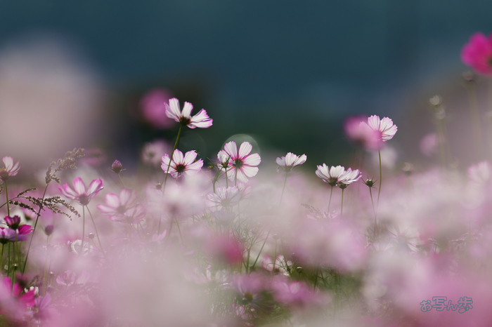 P1095725co,500 mm,F7.1,iso160(JPEG).jpg