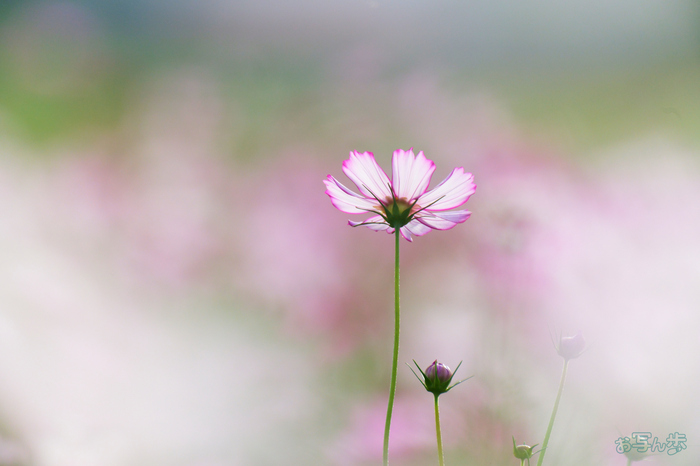 P1095750,500 mm,F7.1,1-640 秒,iso2500(JPEG).jpg