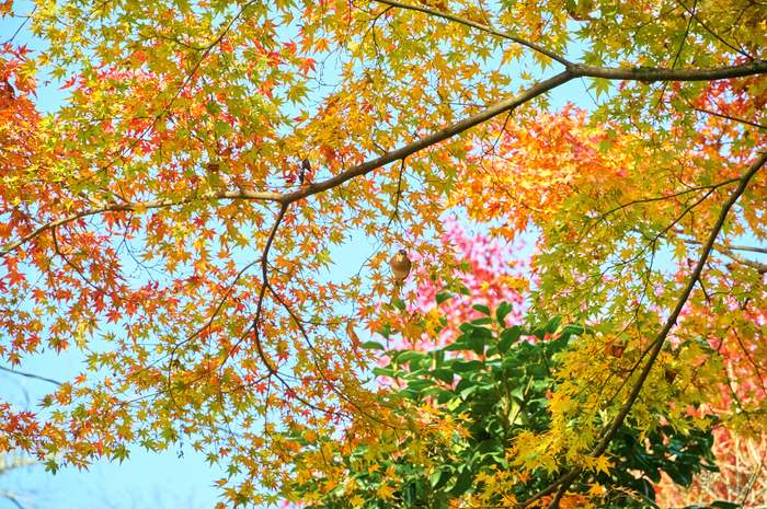 SDIM6814,200 mm,F13,1-200 秒,iso5000(DNG).jpg