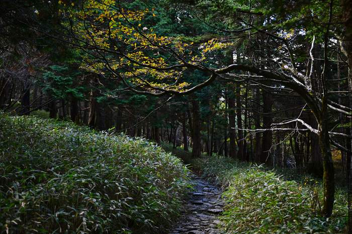 DSC_1068,42 mm,F2.8,1-50 秒,iso160(JPEG).jpg