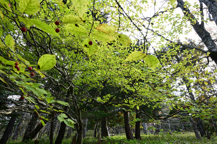 DSC_1160,25 mm,F13,1-25 秒,iso250(JPEG).jpg