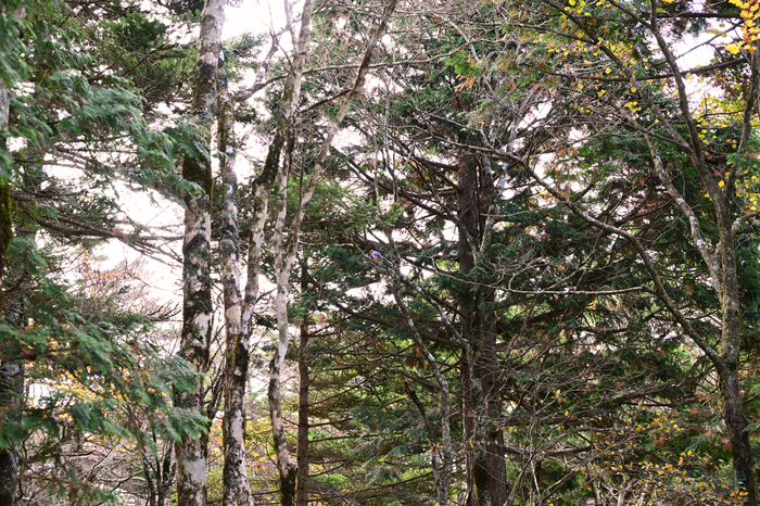 DSC_1162,70 mm,F8,1-80 秒,iso900(JPEG).jpg