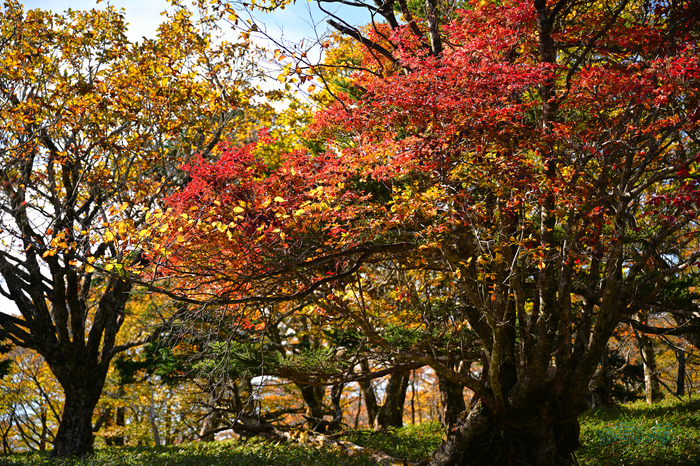 DSC_1286co,55 mm,F2.8,iso100(JPEG).jpg