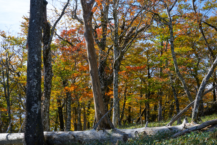 DSC_1323co,58 mm,F11,iso100(High efficiency  RAW).jpg