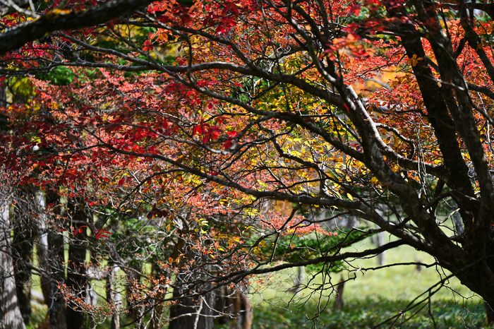 DSC_1628,200 mm,F3.5,1-500 秒,iso100(JPEG).jpg