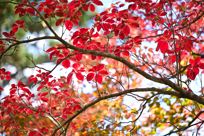 DSC_1634,135 mm,F2.8,1-250 秒,iso100(JPEG).jpg