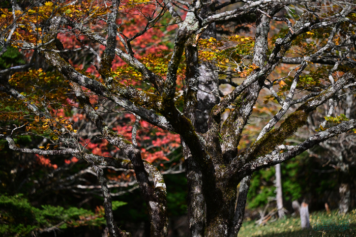 DSC_1647,130 mm,F2.8,1-1600 秒,iso100(JPEG).jpg