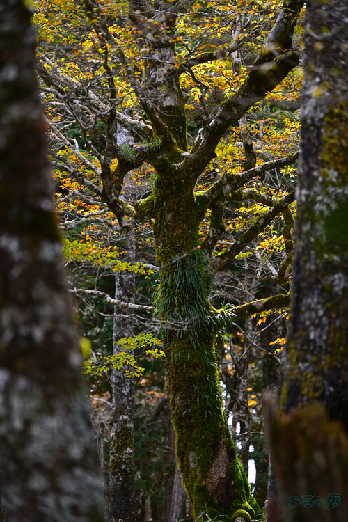 DSC_1663,110 mm,F2.8,1-160 秒,iso100(JPEG).jpg