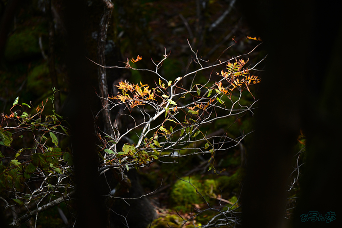 DSC_1733,200 mm,F2.8,1-320 秒,iso100(JPEG).jpg