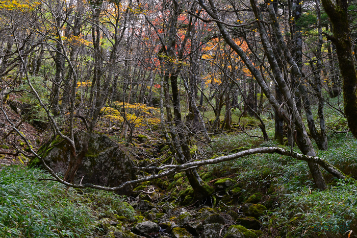 DSC_1801,70 mm,F18,1-80 秒,iso1100(JPEG).jpg