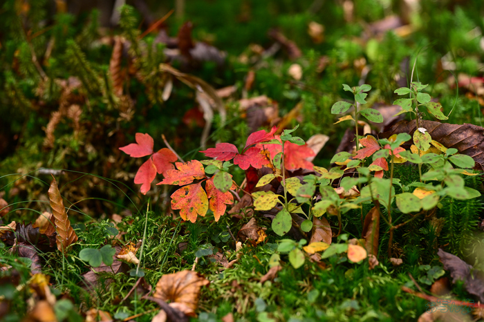 DSC_1940,175 mm,F4.5,1-200 秒,iso400(JPEG).jpg