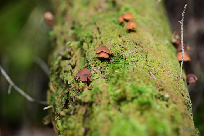 DSC_1946,195 mm,F4.5,1-200 秒,iso900(JPEG).jpg