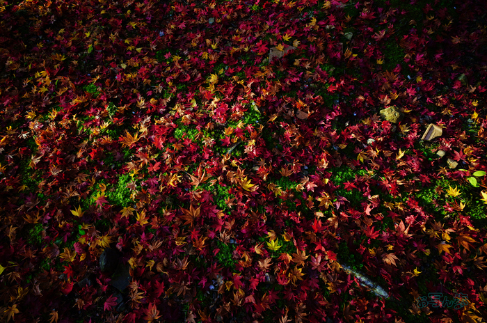 SDIM6328co,20 mm,F6.2,iso320(JPEG).jpg