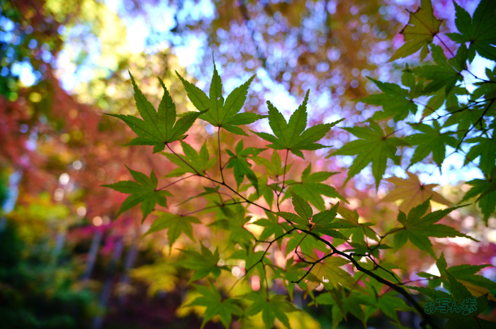 SDIM6513co,20 mm,F3.5,iso500(JPEG).jpg